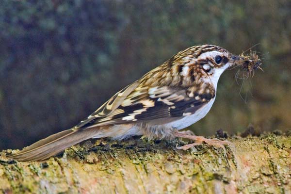 Brown Creeper | Certhia americana photo