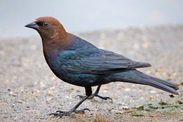 Brown-headed Cowbird | Molothrus ater photo