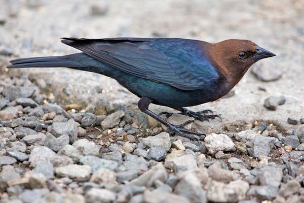 Brown-headed Cowbird | Molothrus ater photo