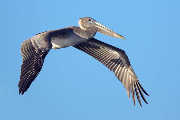 Brown Pelican | Pelecanus occidentalis photo