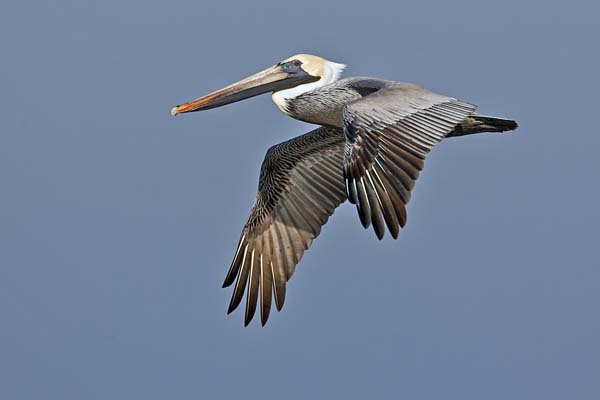 Brown Pelican | Pelecanus occidentalis photo