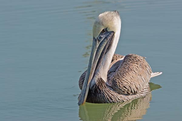 Brown Pelican | Pelecanus occidentalis photo