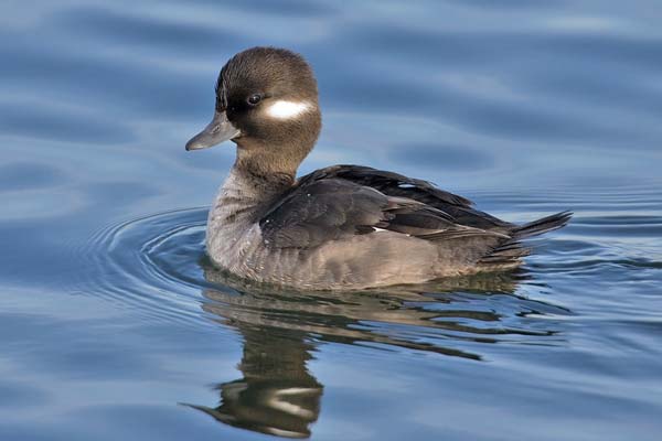 Bufflehead | Bucephala albeola photo