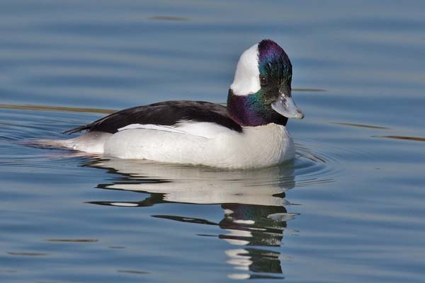 Bufflehead | Bucephala albeola photo