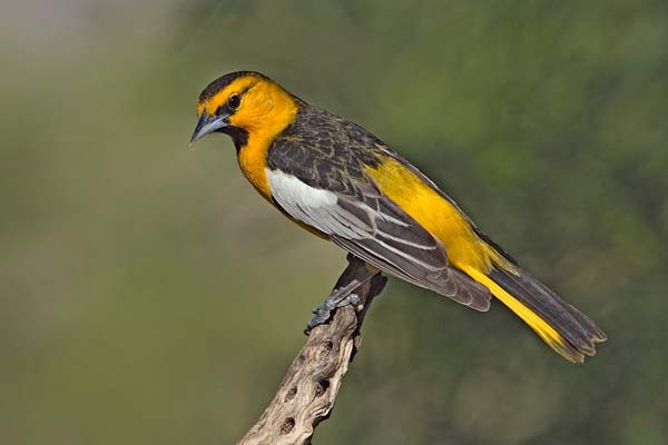 Bullock's Oriole | Icterus bullockii photo