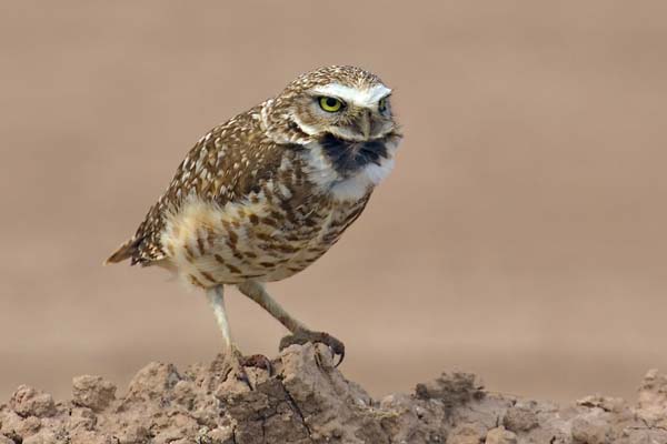 Burrowing Owl | Athene cunicularia photo