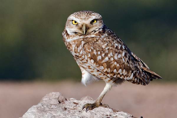 Burrowing Owl | Athene cunicularia photo