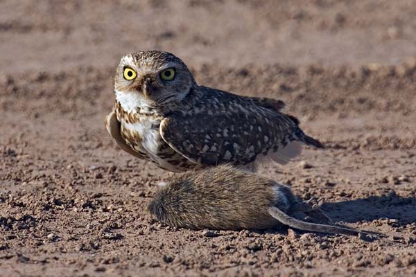 Burrowing Owl | Athene cunicularia photo