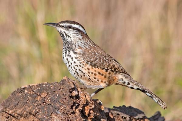 Cactus Wren | Campylorhynchus brunneicapillus photo