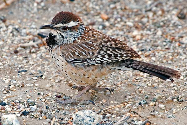 Cactus Wren | Campylorhynchus brunneicapillus photo