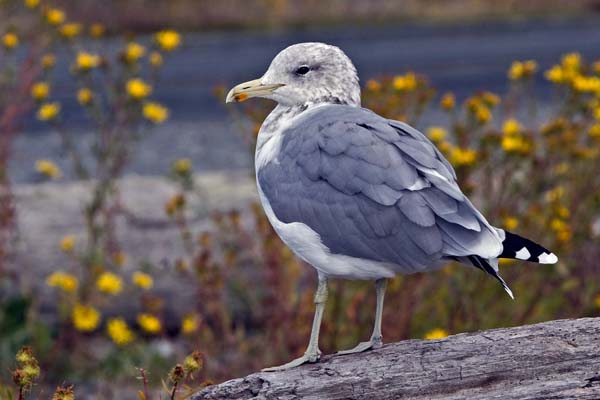 California Gull | Larus californicus photo