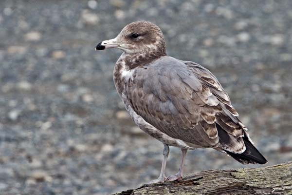 California Gull | Larus californicus photo