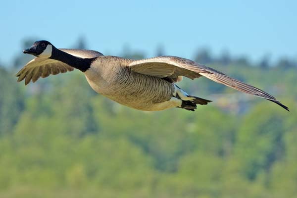 Canada Goose | Branta canadensis photo