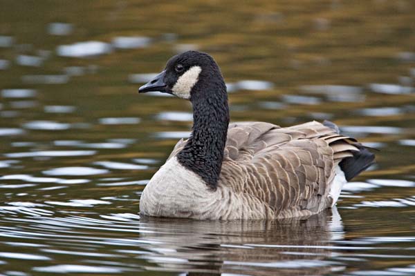 Canada Goose | Branta canadensis photo