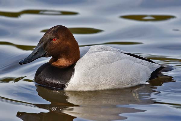 Canvasback | Aythya valisineria photo