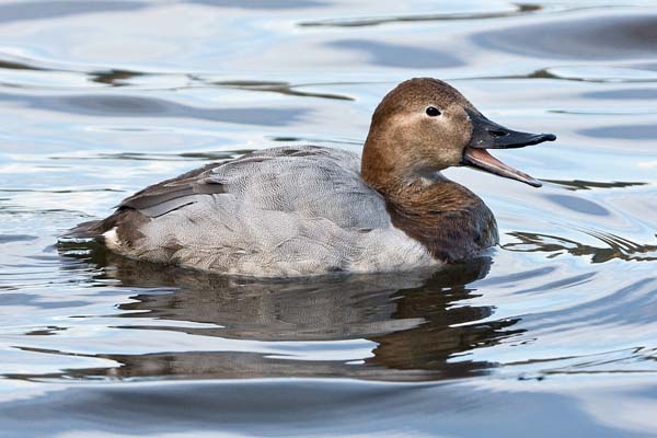 Canvasback | Aythya valisineria photo