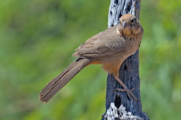 Canyon Towhee | Pipilo fuscus photo