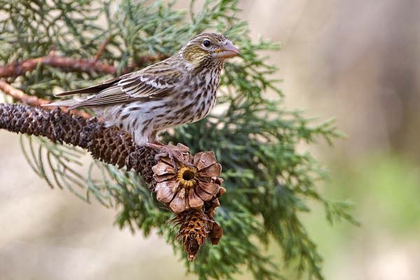 Cassin's Finch | Carpodacus cassinii photo