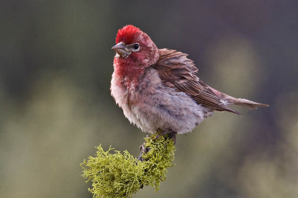 Cassin's Finch | Carpodacus cassinii photo