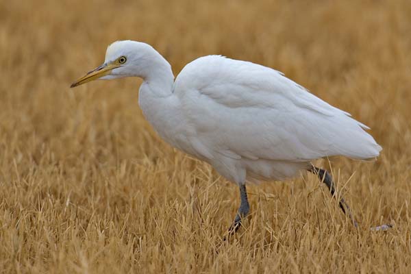 Cattle Egret | Bubulcus ibis photo