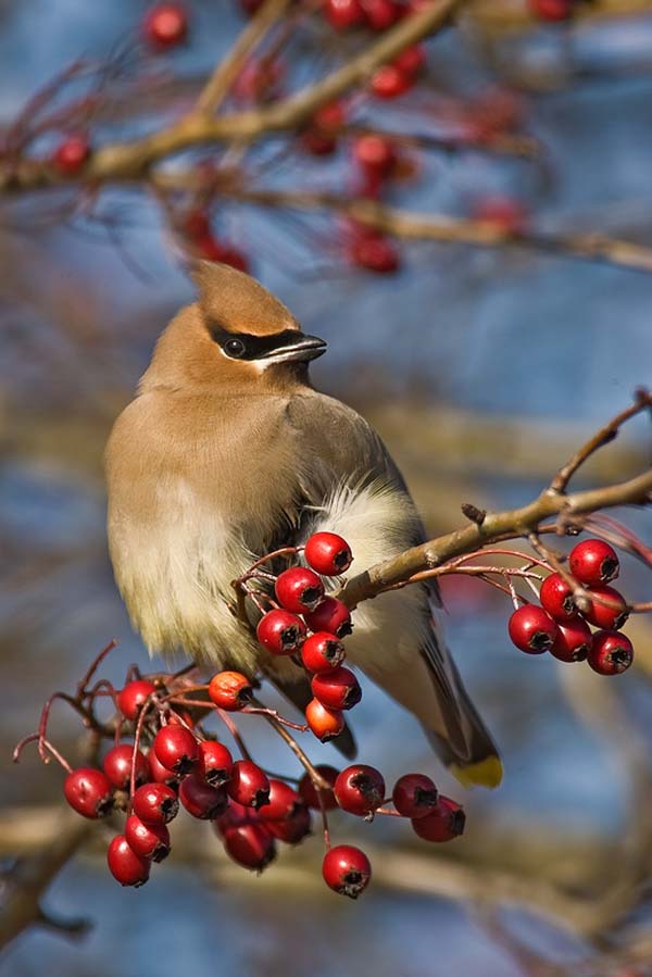 Cedar Waxwing | Bombycilla cedrorum photo