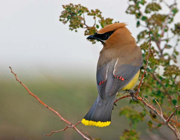 Cedar Waxwing | Bombycilla cedrorum photo