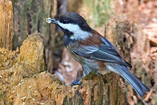 Chestnut-backed Chickadee | Poecile rufescens photo