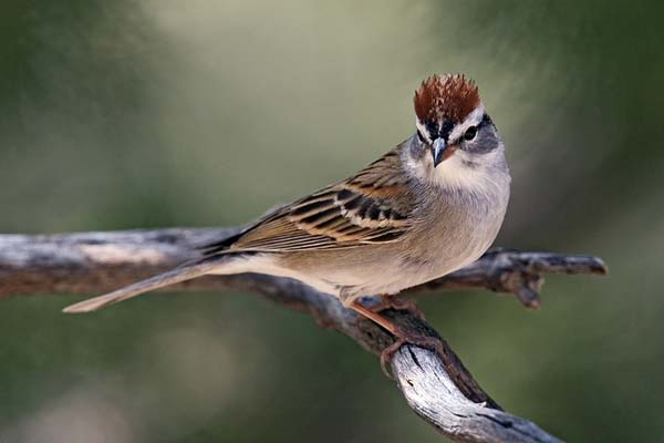 Chipping Sparrow | Spizella passerina photo