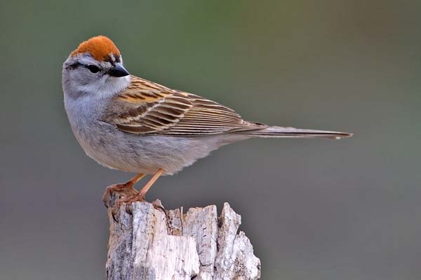 Chipping Sparrow | Spizella passerina photo