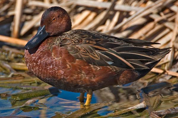 Cinnamon Teal | Anas cyanoptera photo