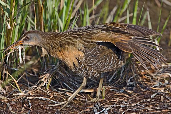 Clapper Rail | Rallus longirostris photo