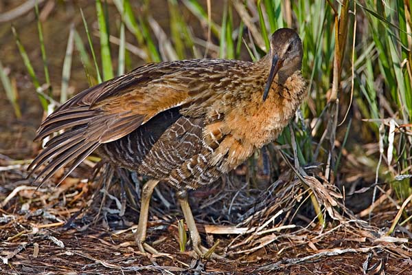 Clapper Rail | Rallus longirostris photo