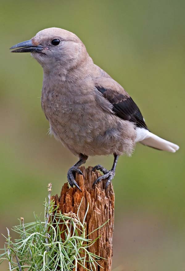 Clark's Nutcracker | Nucifraga columbiana photo