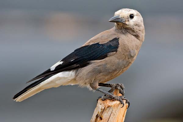 Clark's Nutcracker | Nucifraga columbiana photo