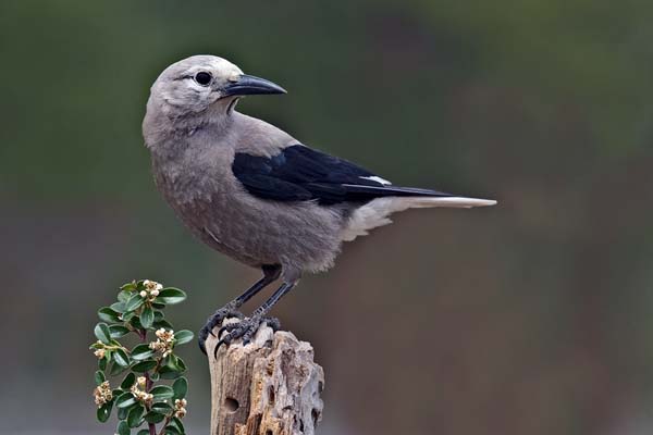 Clark's Nutcracker | Nucifraga columbiana photo