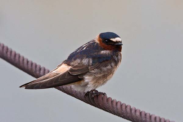 Cliff Swallow | Petrochelidon pyrrhonota photo