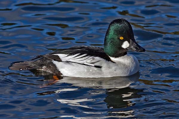 Common Goldeneye | Bucephala clangula photo