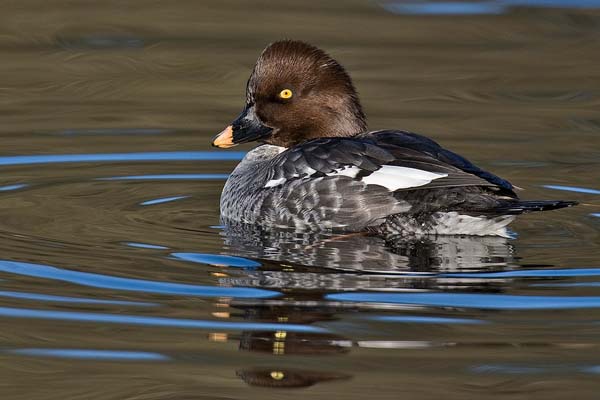 Common Goldeneye | Bucephala clangula photo