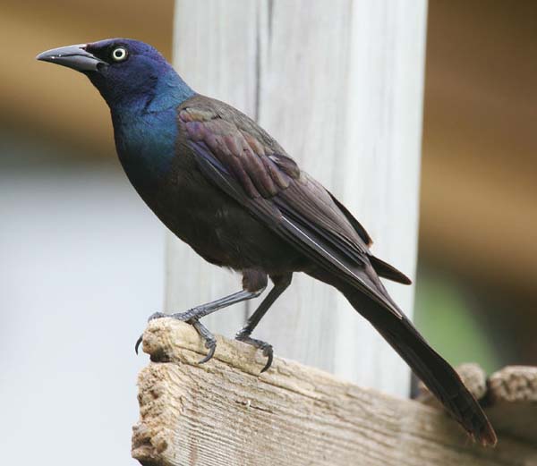 Common Grackle | Quiscalus quiscula photo