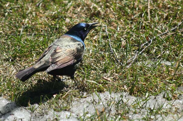 Common Grackle | Quiscalus quiscula photo