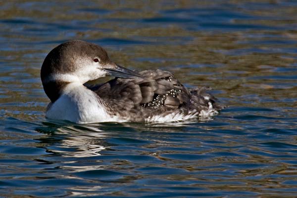 Common Loon | Gavia immer photo