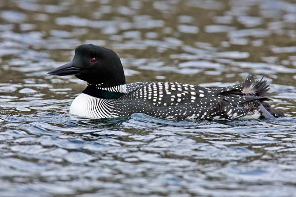 Common Loon | Gavia immer photo