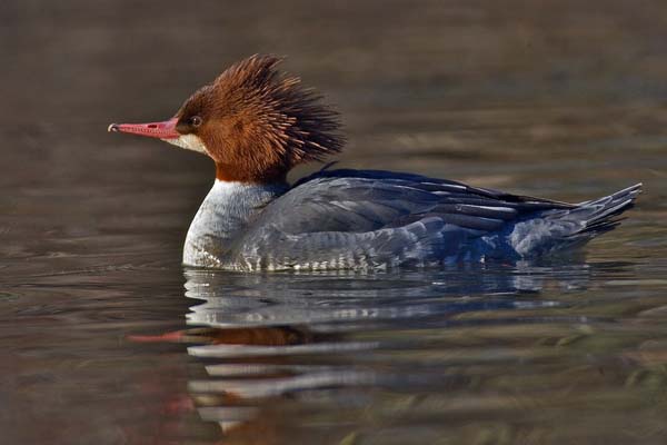 Common Merganser | Mergus merganser photo