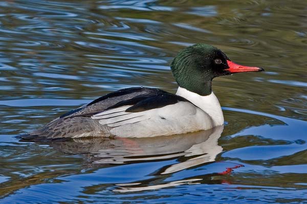 Common Merganser | Mergus merganser photo