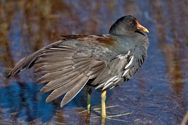 Common Moorhen | Gallinula chloropus photo