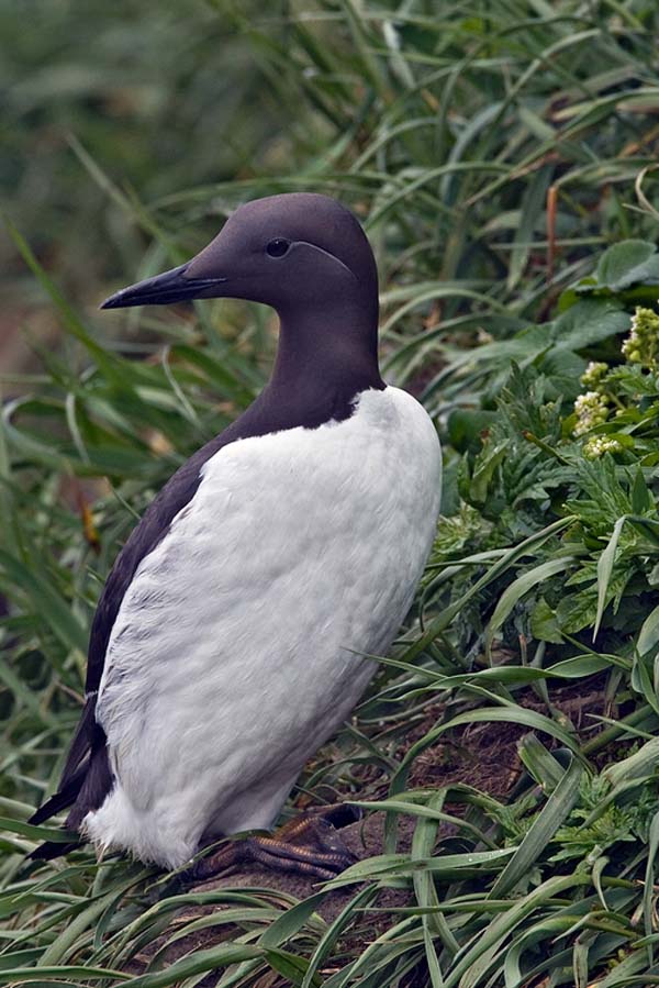 Common Murre | Uria aalge photo