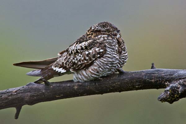 Common Nighthawk | Chordeiles minor photo