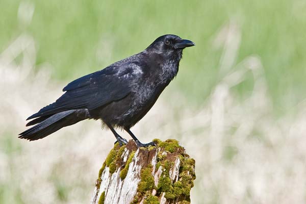 Common Raven | Corvus corax photo