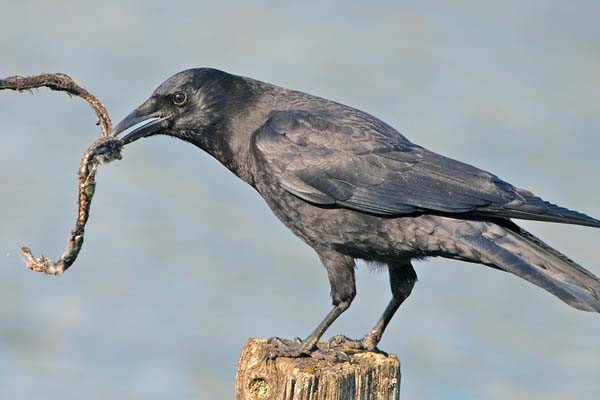 Common Raven | Corvus corax photo