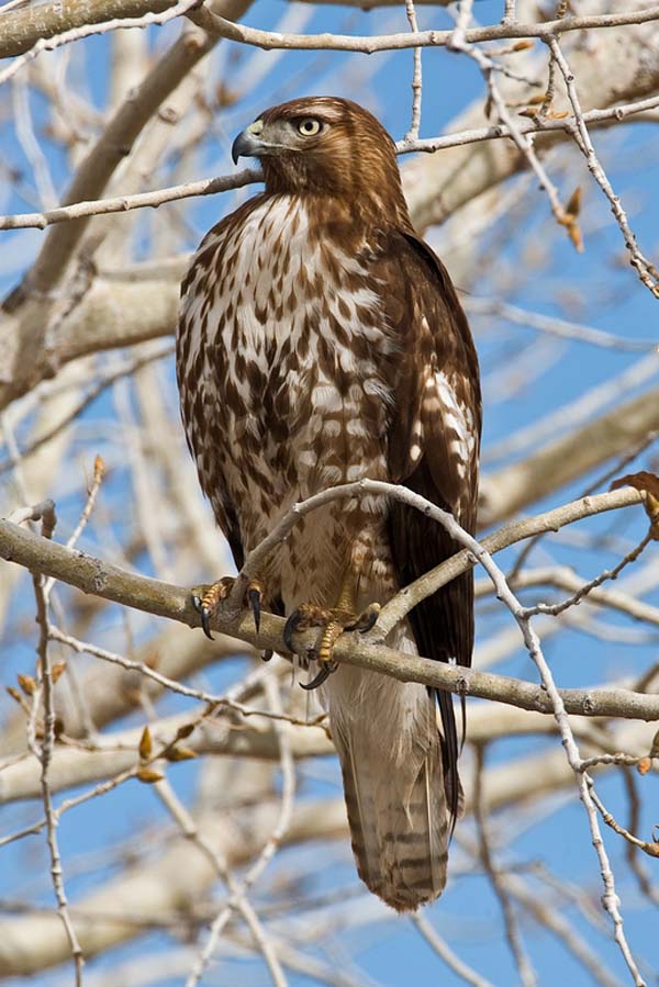 Red-tailed Hawk | Buteo jamaicensis photo